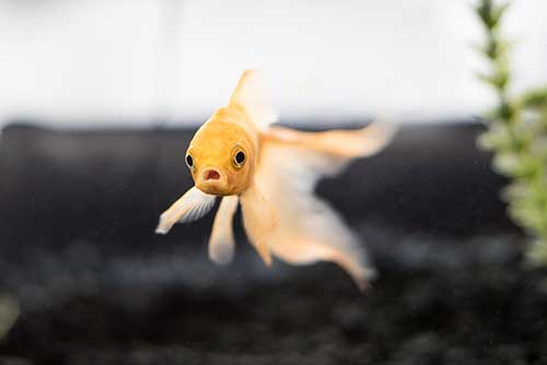 Childfish Gambino | Owner: Name.com Childfish Gambino | Owner: Name.com