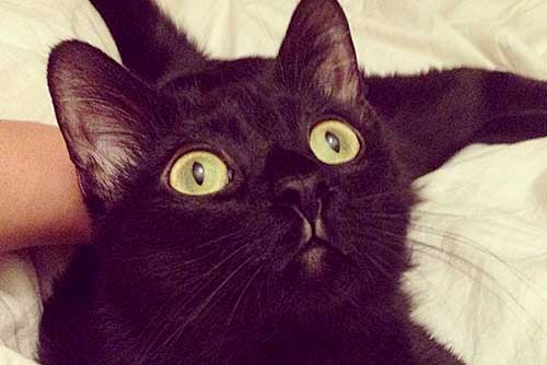 Minuit | Owner: Jillian Minuit | Owner: Jillian