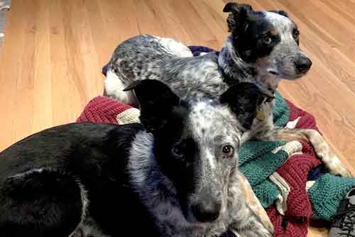 Puck & Finn | Owner: Nate Puck & Finn | Owner: Nate